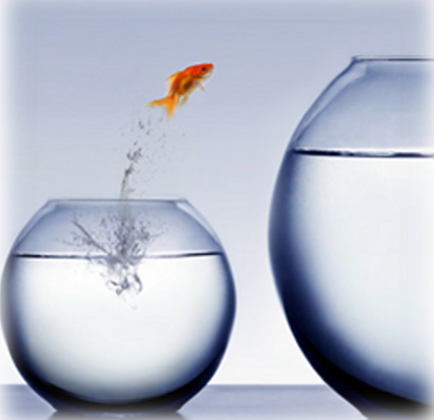 Poisson Rouge Sort De Son Bocal Sel Jeu Les Echanges Sans Argent Poisson Rouge Sort De Son Bocal Sel Jeu Les Echanges Sans Argent